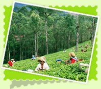 munnar tourism
