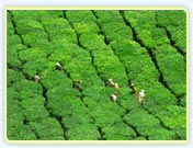 tea estate munnar