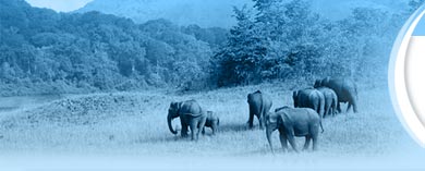 tour packae kerala,travel kerala,munnar tourism,kumarakom,houseboat packages