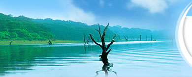 kerala tour packages