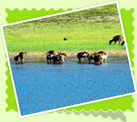 wild life kerala,Thekkady
